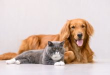 Adoção de cães e gatos em São Paulo: como o Shopping Granja Vianna transforma vidas