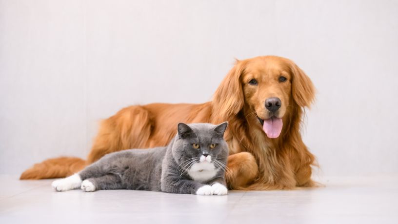 Adoção de cães e gatos em São Paulo: como o Shopping Granja Vianna transforma vidas