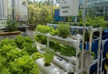 Inovação Urbana: Como a Horta Automatizada em Shopping Centers Promove a Educação Ambiental